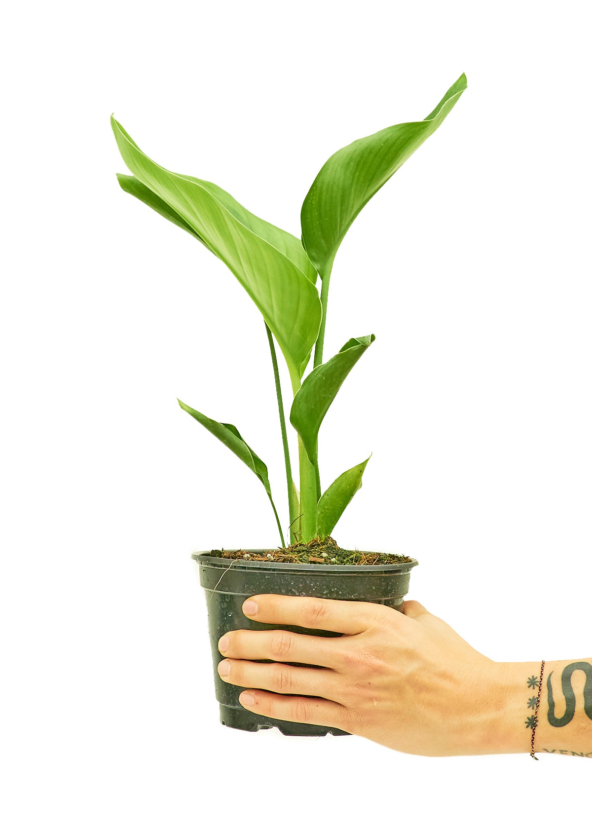 Medium size White Bird of Paradise Plant in a growers pot with a white background with a hand holding the pot