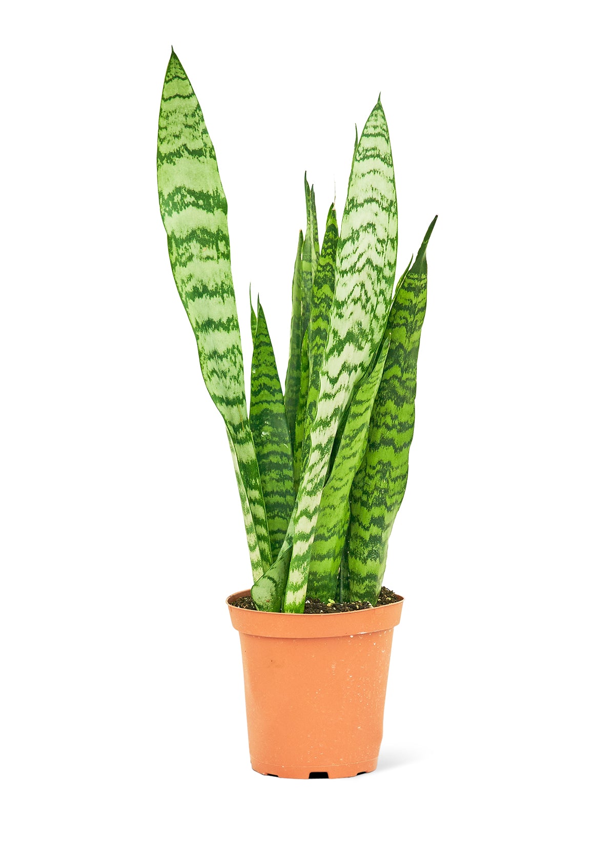 Medium size Zeylanica Snake Plant in a growers pot with a white background