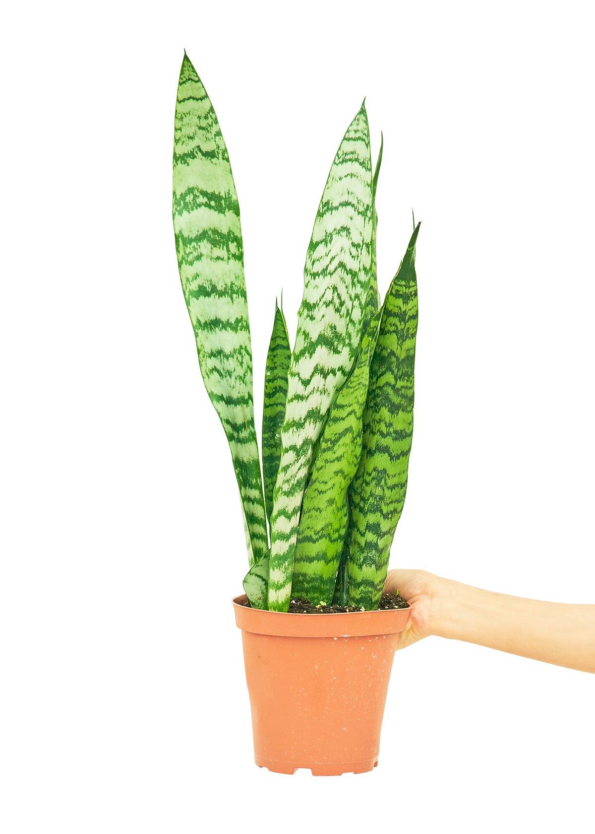 Medium size Zeylanica Snake Plant in a growers pot with a white background and a hand holding the pot