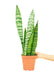 Medium size Zeylanica Snake Plant in a growers pot with a white background and a hand holding the pot