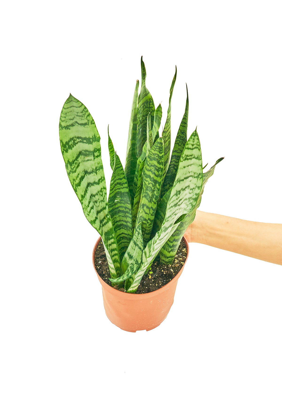 Medium size Zeylanica Snake Plant in a growers pot with a white background and a hand holding the pot to show the top view