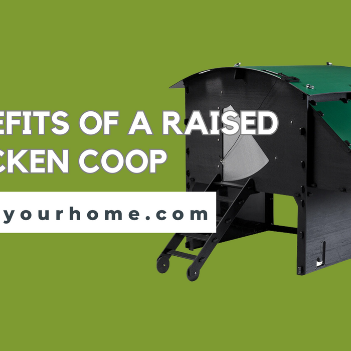 Blog Post Photo for Benefits of a Raised Chicken Coop