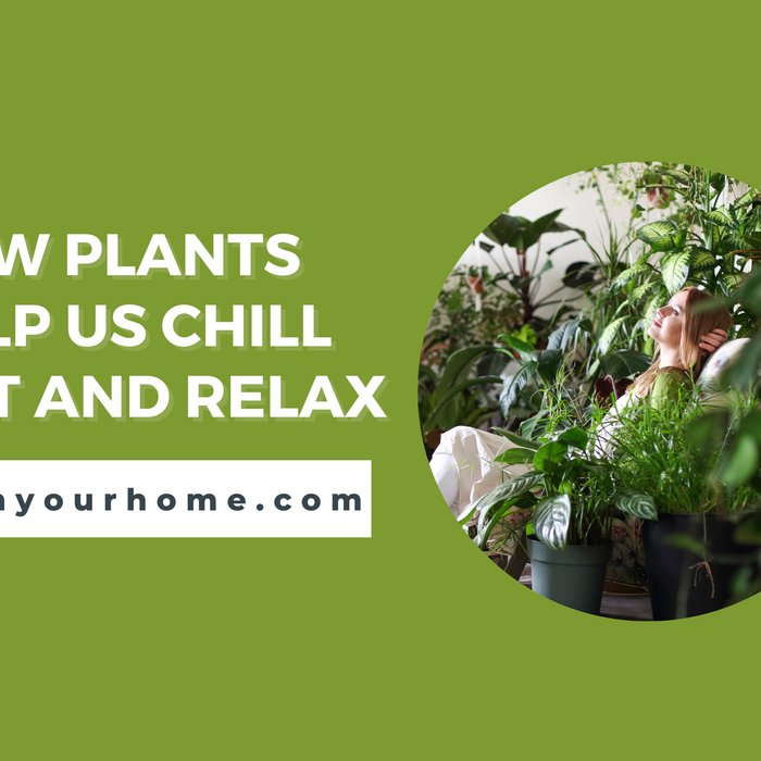 Chill Out with Plants: The Science Behind How Green Friends Help You Relax