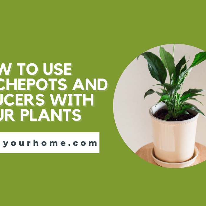 How to Use Cachepots and Saucers with your Plants