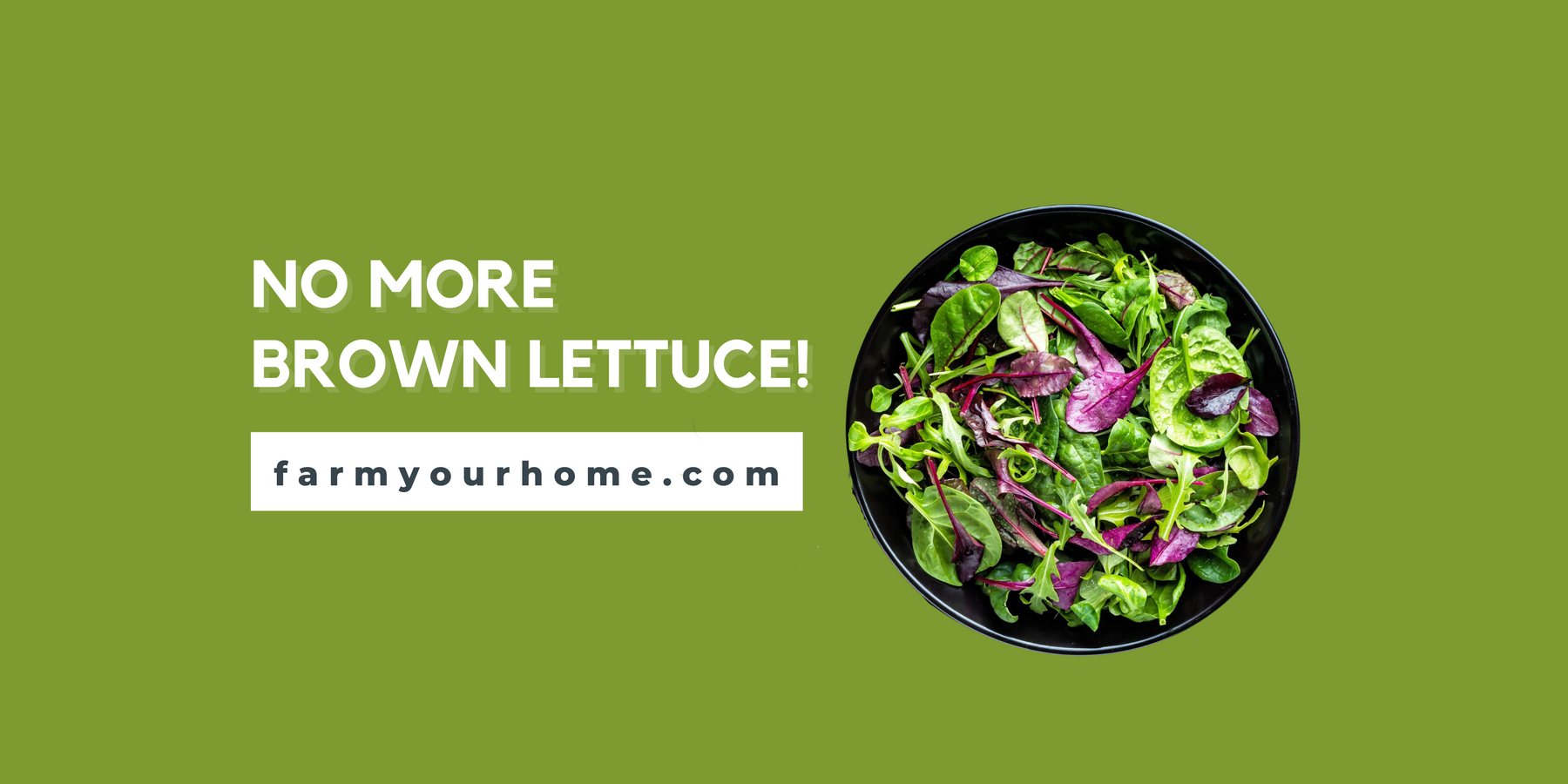 No More Brown Lettuce In Your Fridge!