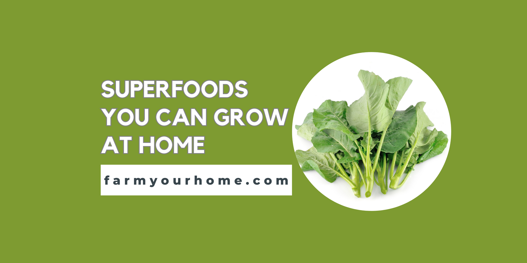 Superfoods You Can Grow At Home