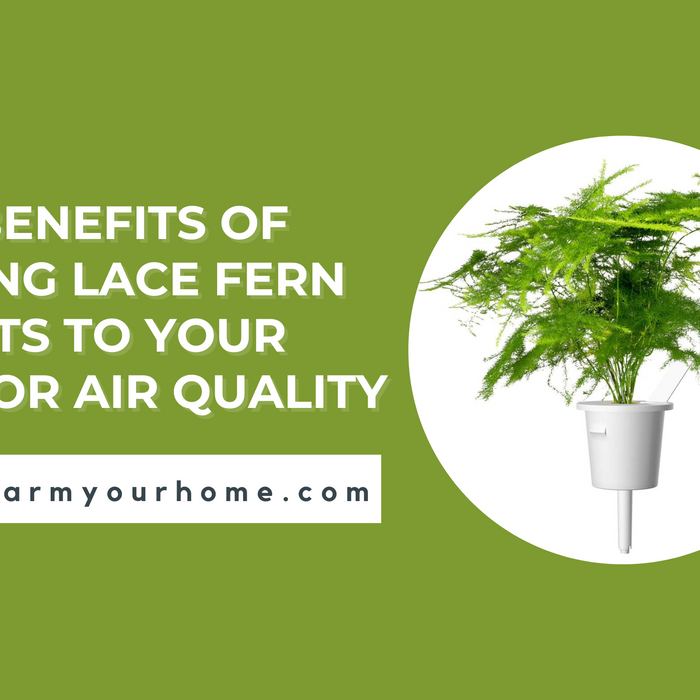 The Benefits of Adding Lace Fern Plants to Your Indoor Air Quality Blog Post