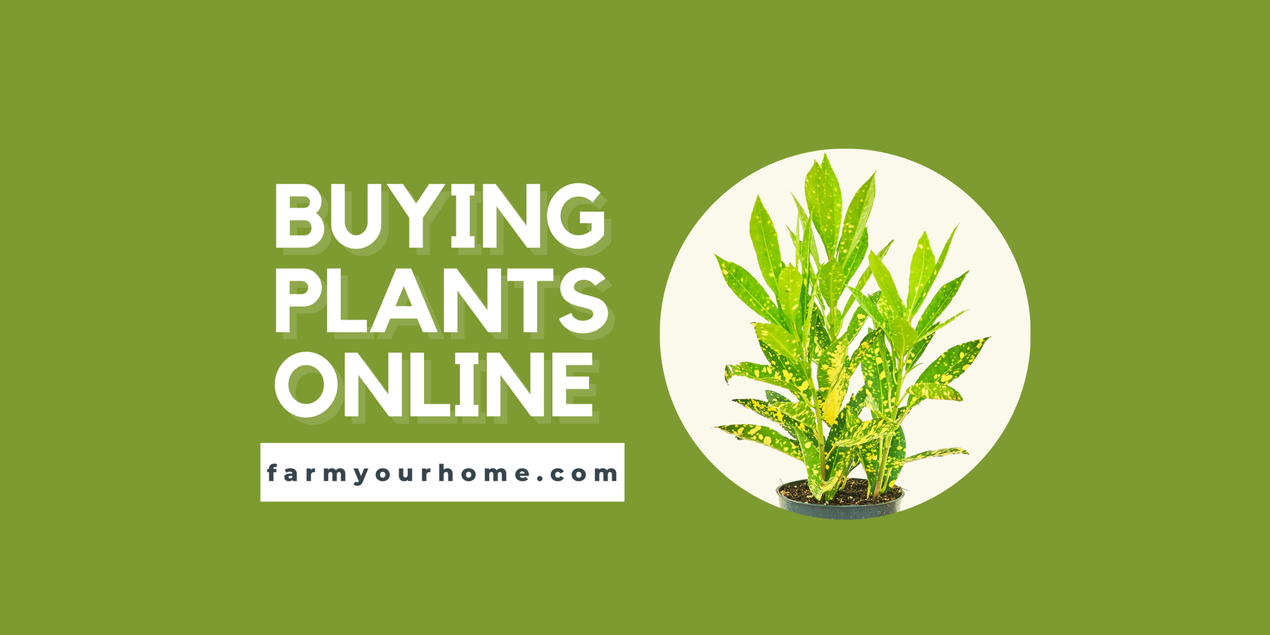 Guide To Buying Plants Online