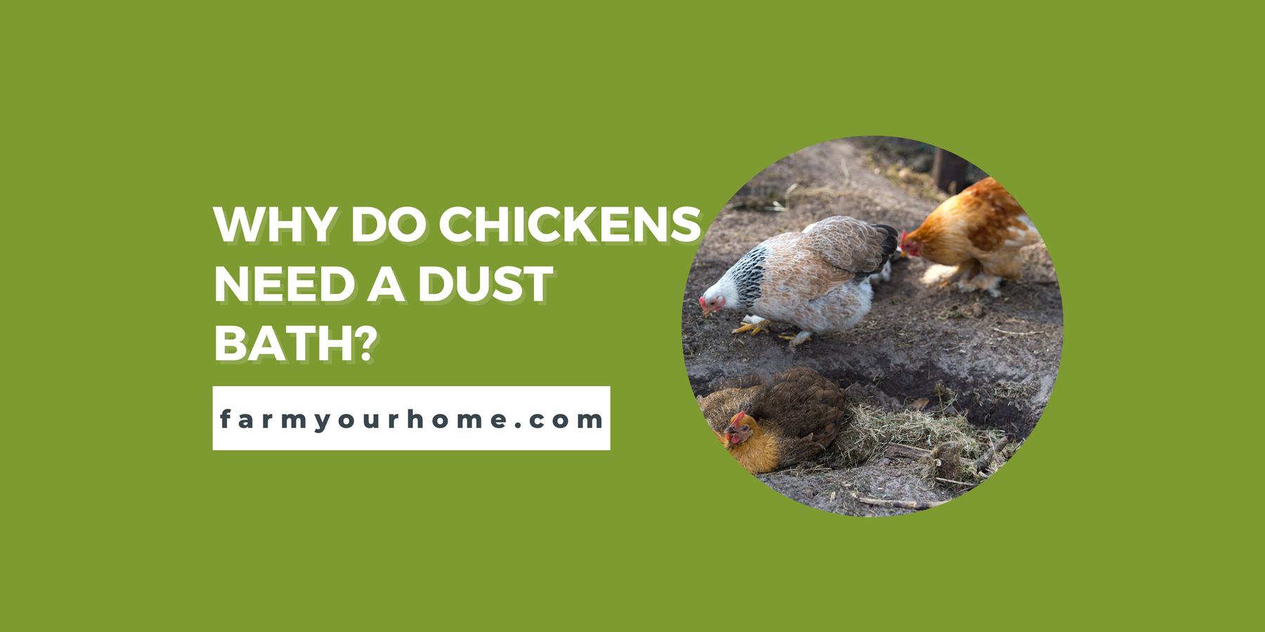 Why Do Chickens Need a Dust Bath?