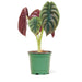 Alocasia 'Red Secret' plant in a pot with a white background