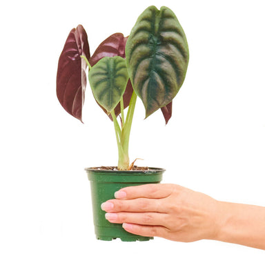 Alocasia 'Red Secret' plant in a pot with a white background with a hand holding the pot