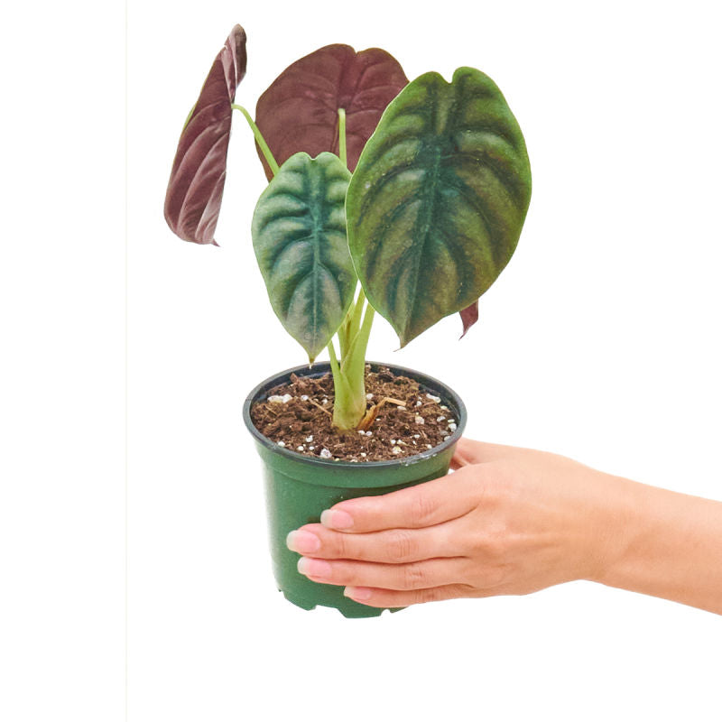 Alocasia 'Red Secret' plant in a pot with a white background with a hand holding the pot showing top view
