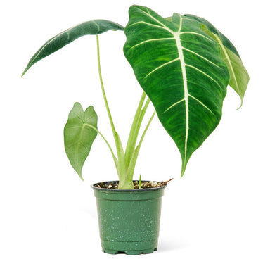 Alocasia Frydek Plant in a pot with a white background