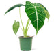 Alocasia Frydek Plant in a pot with a white background
