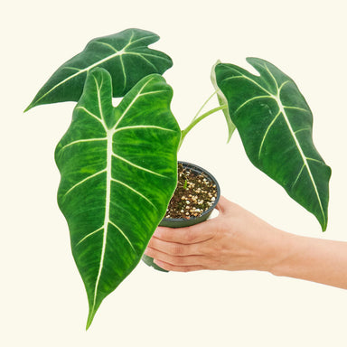 Alocasia Frydek Plant in a pot with a white background with hand holding it showing top view