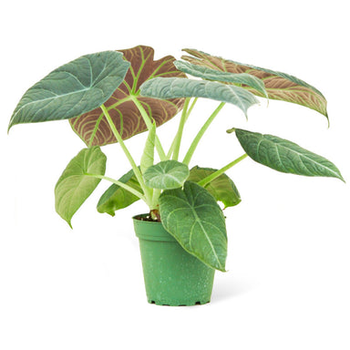 Alocasia Maharani Grey Dragon plant in a pot with a white background