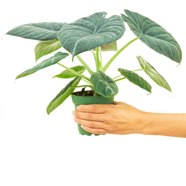 Alocasia Maharani Grey Dragon plant in a pot with a white background with a hand holding the pot