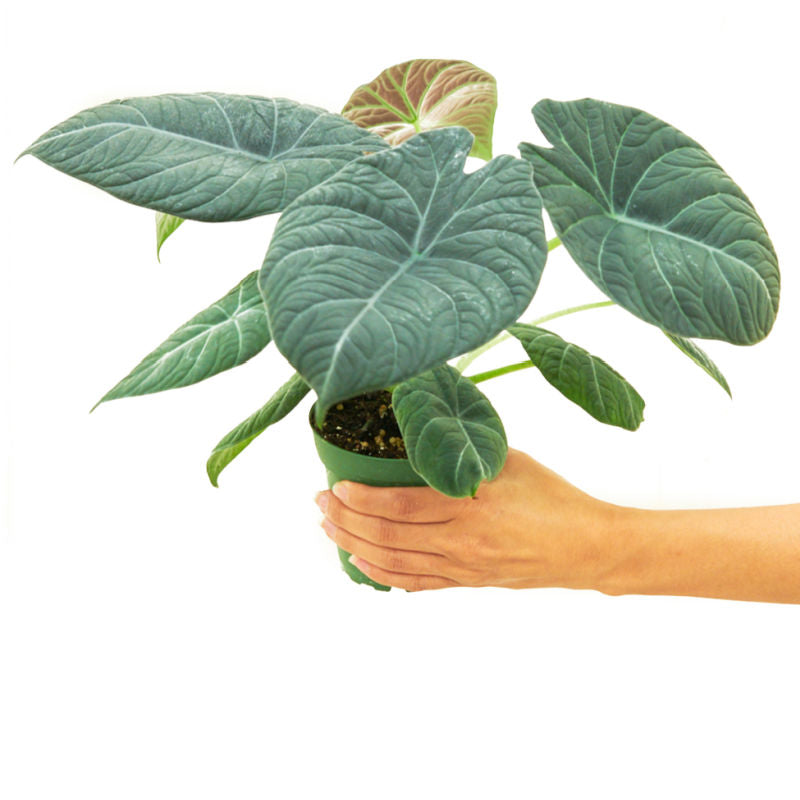 Alocasia Maharani Grey Dragon plant in a pot with a white background with a hand holding it showing top view