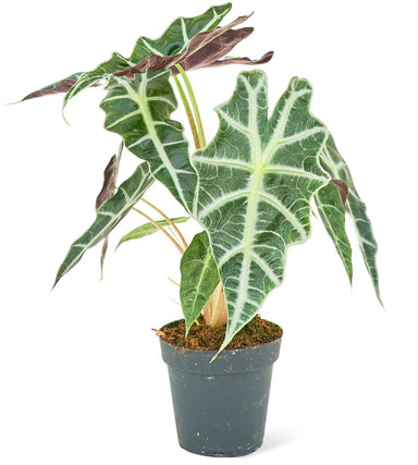 Alocasia African Mask 'Polly' Plant in a pot with a white background