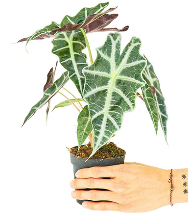 Alocasia African Mask 'Polly' Plant in a pot with a white background with a hand holding the pot