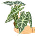 Alocasia African Mask 'Polly' Plant in a pot with a white background with a hand holding the pot with top view