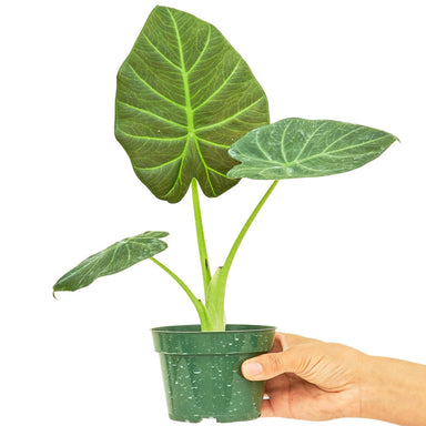 Alocasia 'Regal Shields' plant in a pot with a white background with a hand holding the pot