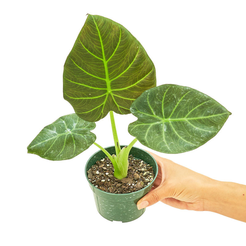 Alocasia 'Regal Shields' plant in a pot with a white background with a hand holding the pot with a top view