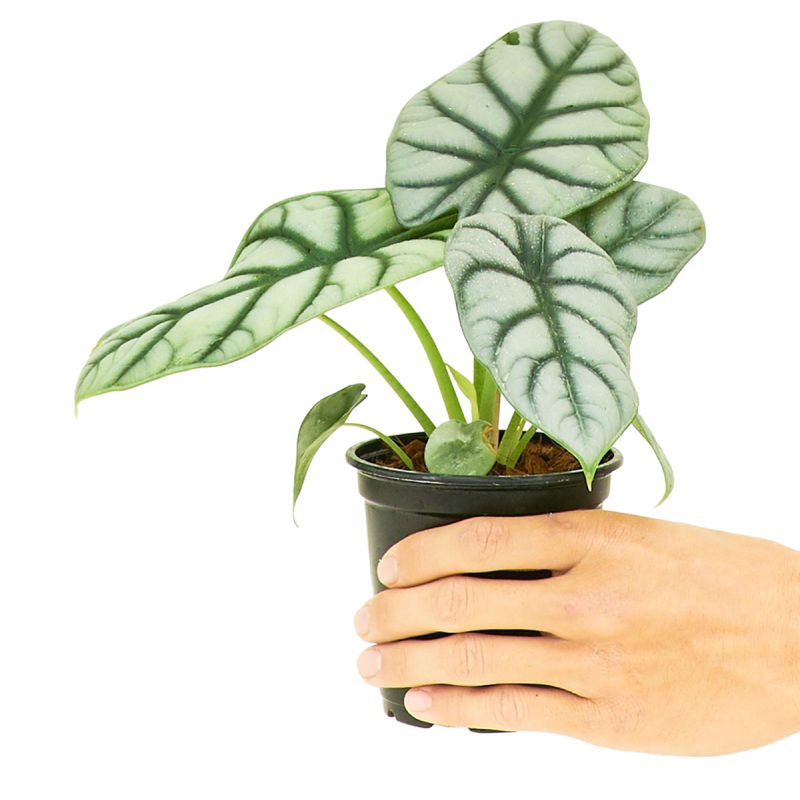 Alocasia Silver Dragon Small Size in a pot with a white background and person's hand holding it