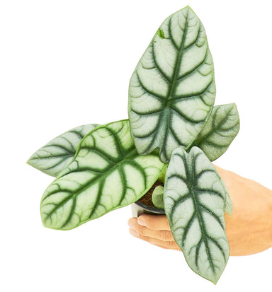 Alocasia Silver Dragon Small Size in a pot with a white background top view