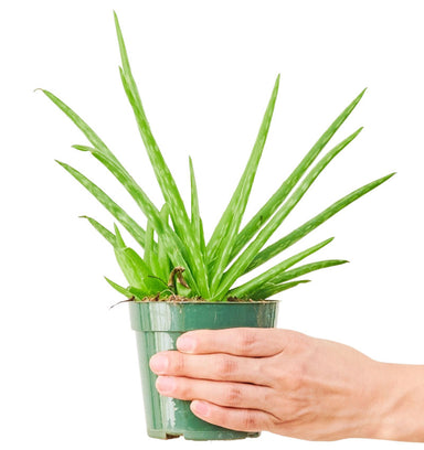 Aloe Vera Plant in a pot with a white background with a hand holding the pot