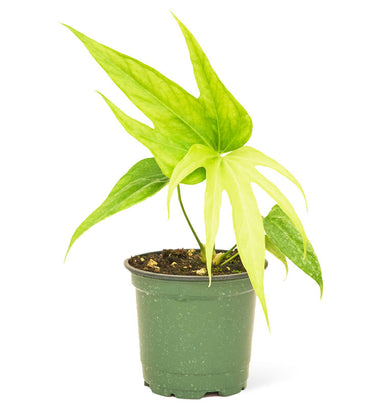 Anthurium 'Fingers' plant with pot and white background