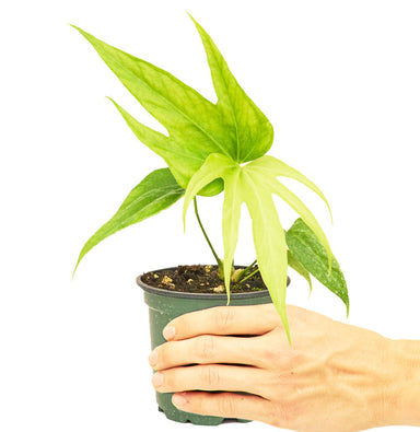 Anthurium 'Fingers' plant with pot and white background and hand holding pot