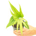 Anthurium 'Fingers' plant with pot and white background and hand holding pot showing top view