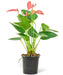 Anthurium 'Pink Flamingo' plant in a pot with a white background