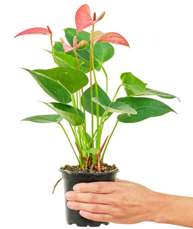 Anthurium 'Pink Flamingo' plant in a pot with a white background with a hand holding the pot