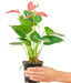 Anthurium 'Pink Flamingo' plant in a pot with a white background with a hand holding the pot