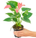 Anthurium 'Pink Flamingo' plant in a pot with a white background with a hand holding the pot showing top view