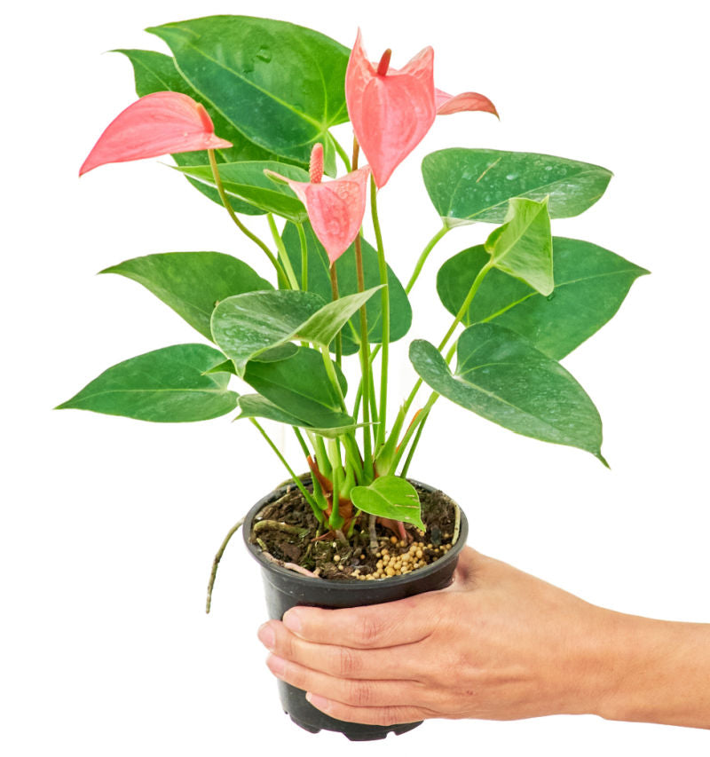 Anthurium 'Pink Flamingo' plant in a pot with a white background with a hand holding the pot showing top view