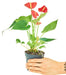 Anthurium 'Red Flamingo' plant in a pot with a white background with a hand holding the pot