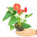 Anthurium 'Red Flamingo' plant in a pot with a white background with a hand holding the pot showing top view