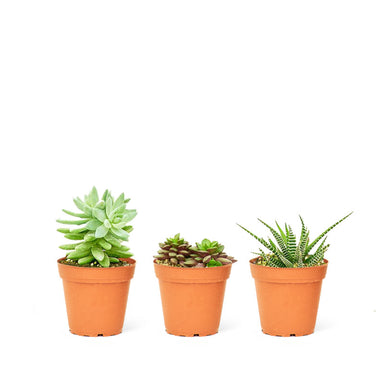 Photo of three succulents in 2" diameter pots side by side with a white background