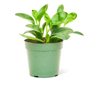 Small Rubber Plant in a pot with a white background