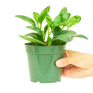 Small Rubber Plant in a pot with a white background with a hand holding it