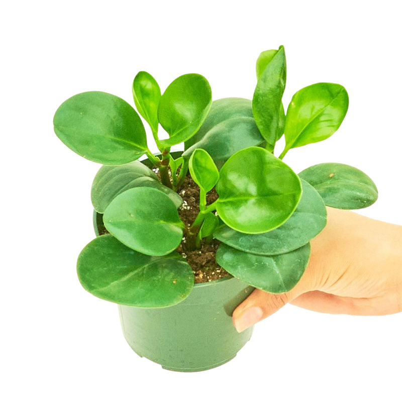 Small Rubber Plant in a pot with a white background with a hand holding it to see the top view