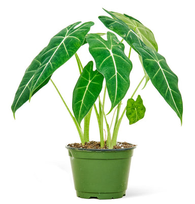 Alocasia Frydek Plant in pot with white background