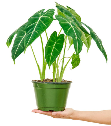 Alocasia Frydek Plant in pot with white background with hand holding it