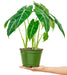Alocasia Frydek Plant in pot with white background with hand holding it