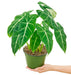 Alocasia Frydek Plant in pot with white background with hand holding it showing top view