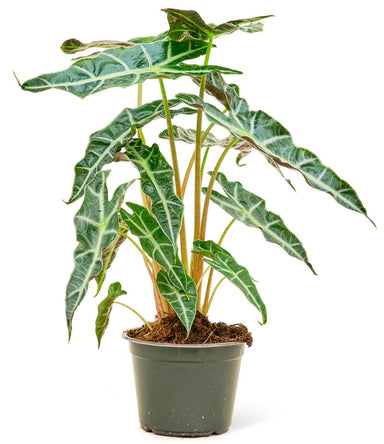 'African Mask' Alocasia 'Polly' plant photo in a pot with a white background