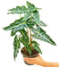 'African Mask' Alocasia 'Polly' plant photo in a pot with a white background with a hand holding the pot showing top view